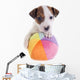 Puppy Jack Russel Terrier