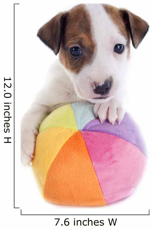 Puppy Jack Russel Terrier