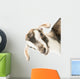baby goat head Wall Decal