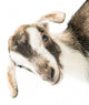 baby goat head Wall Decal