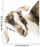 baby goat head Wall Decal