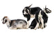 Little Goat Wall Decal