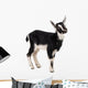 little goat Wall Decal