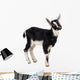 little goat Wall Decal