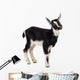 little goat Wall Decal