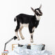 little goat Wall Decal
