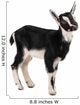 little goat Wall Decal