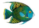 angelfish Wall Decal