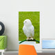 White Owl Wall Mural