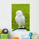 White Owl Wall Mural