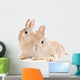 Zwergkaninchen Wall Mural