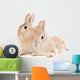 Zwergkaninchen Wall Mural