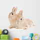 Zwergkaninchen Wall Mural