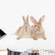 Dwarf Rabbit Wall Mural