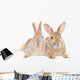 Dwarf Rabbit Wall Mural