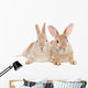 Dwarf Rabbit Wall Mural