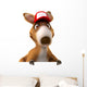 Fun Kangaroo