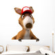 Fun Kangaroo