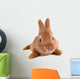 Young Rabbit