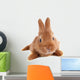 Young Rabbit