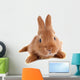 Young Rabbit