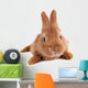 Young Rabbit