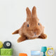Young Rabbit