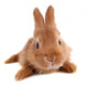 Young Rabbit