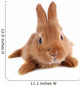 Young Rabbit