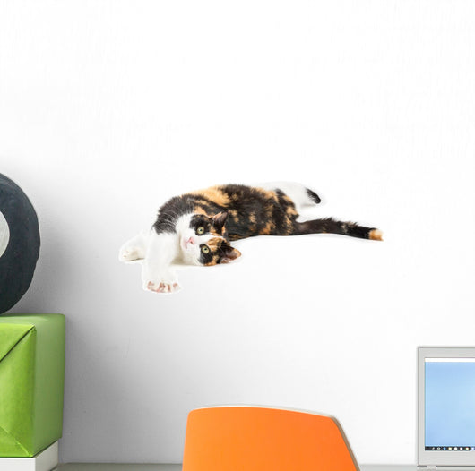 Young Cat Lying Ground Wall Decal