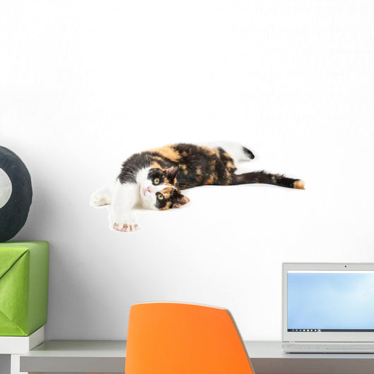 Young cat lying on the ground, isolated in white Wall Decal