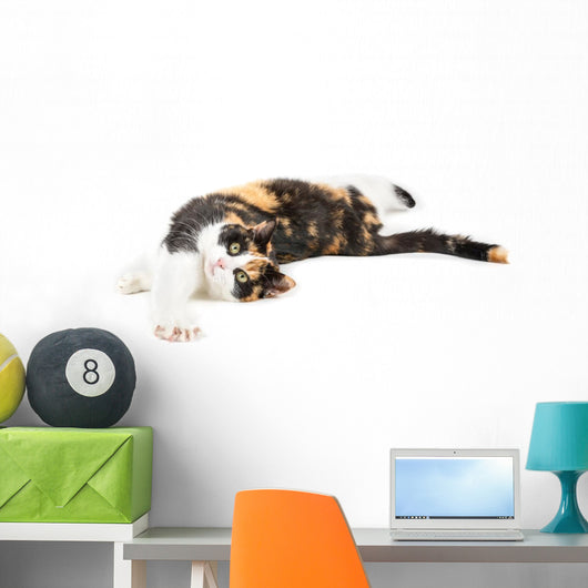 Young cat lying on the ground, isolated in white Wall Decal