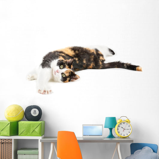 Young cat lying on the ground, isolated in white Wall Decal