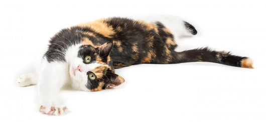 Young cat lying on the ground, isolated in white Wall Decal
