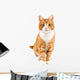 Red Cat Sitting towards