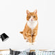 Red Cat Sitting towards