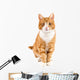 Red Cat Sitting towards