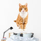 Red Cat Sitting towards