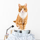 Red Cat Sitting towards