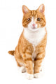 Red Cat Sitting towards