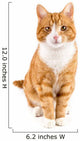 Red Cat Sitting towards