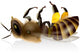 Dead Bee - The Bees (Dead Bee - Bee deaths) Wall Decal