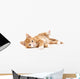 Little Red Kitten Lying