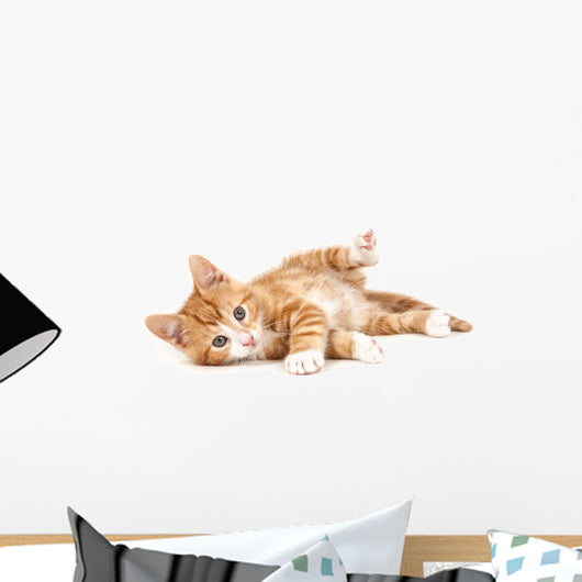 Little Red Kitten Lying