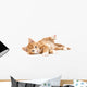 Little Red Kitten Lying