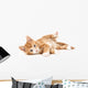 Little Red Kitten Lying