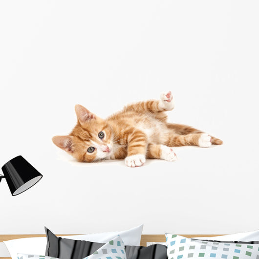 Little Red Kitten Lying