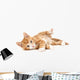 Little Red Kitten Lying