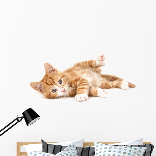 Little Red Kitten Lying