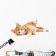 Little Red Kitten Lying